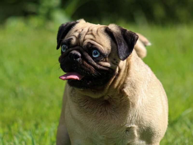 Bluebelle, our Pug dam at Rocky Top Puppies in Kentucky.
