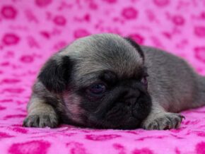 Photo of Roxy