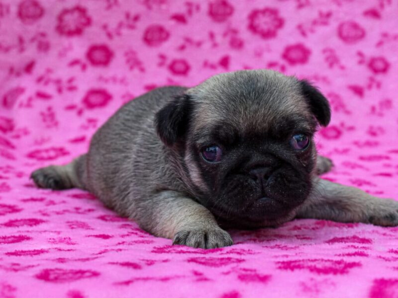 Roxy image