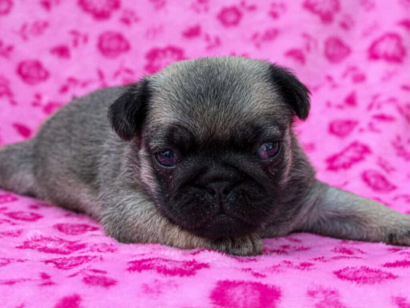 Roxy image
