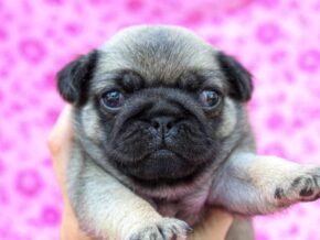 Photo of Roxy