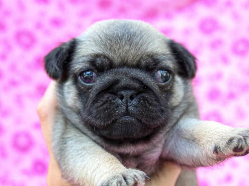 Roxy image