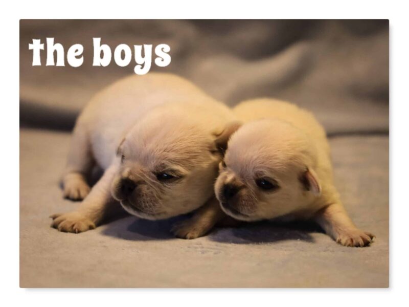 Bron-Shayna Pug image