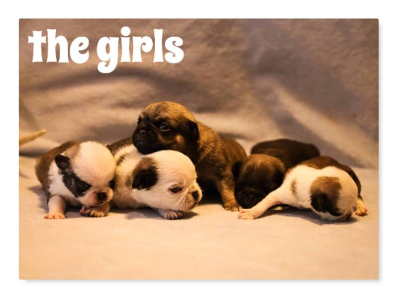 Bron-Shayna Pug image
