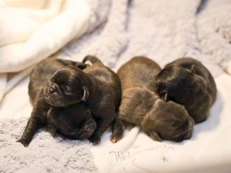 Butch-Willow Pug image