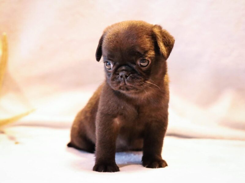 Kim, a black Pug puppy in Kentucky.