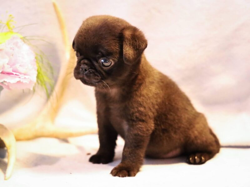 Kim, a black Pug puppy in Kentucky.
