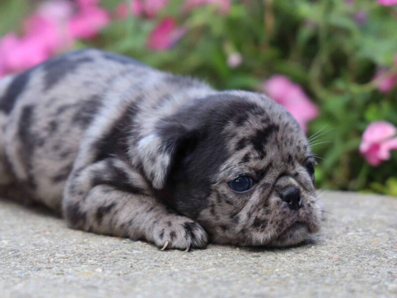 Madelyn, a Pug puppy at Rocky Top Puppies in Kentucky.