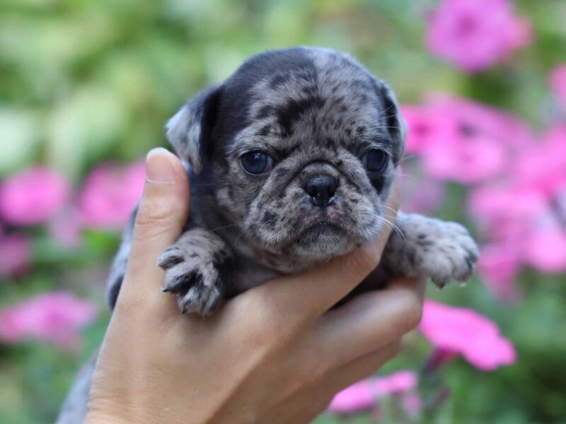 Madelyn, a Pug puppy at Rocky Top Puppies in Kentucky.