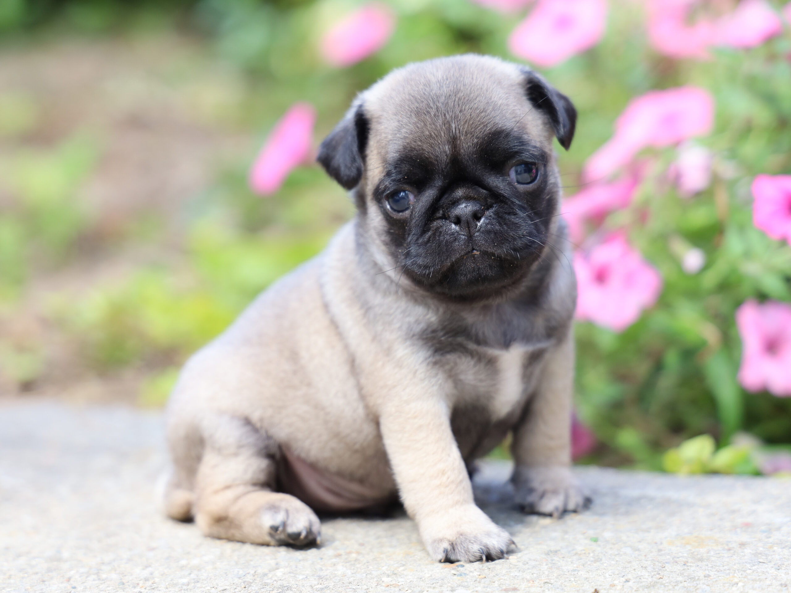 Pug Puppy