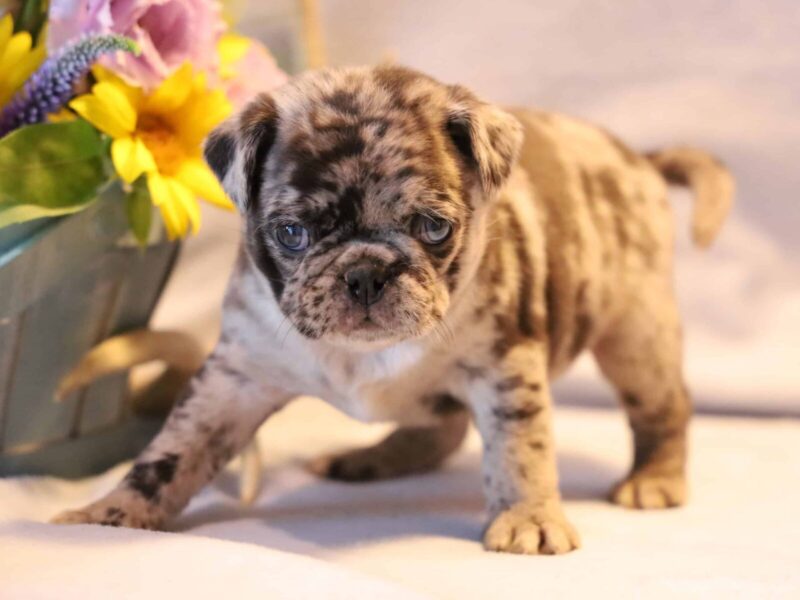 Mateo, a blue merle Pug puppy in Kentucky.