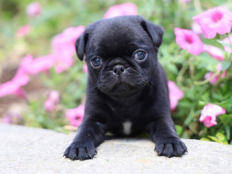 Mitchell, a Pug puppy at Rocky Top Puppies in Kentucky.