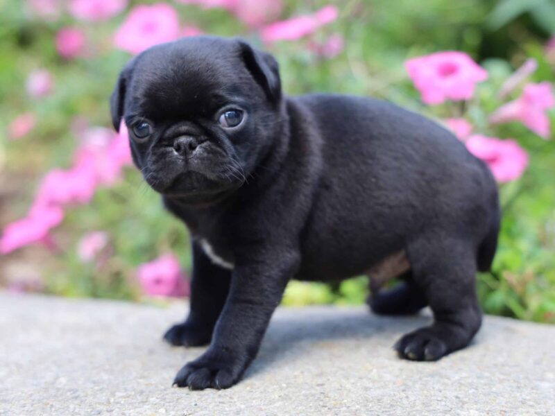 Mitchell, a Pug puppy at Rocky Top Puppies in Kentucky.