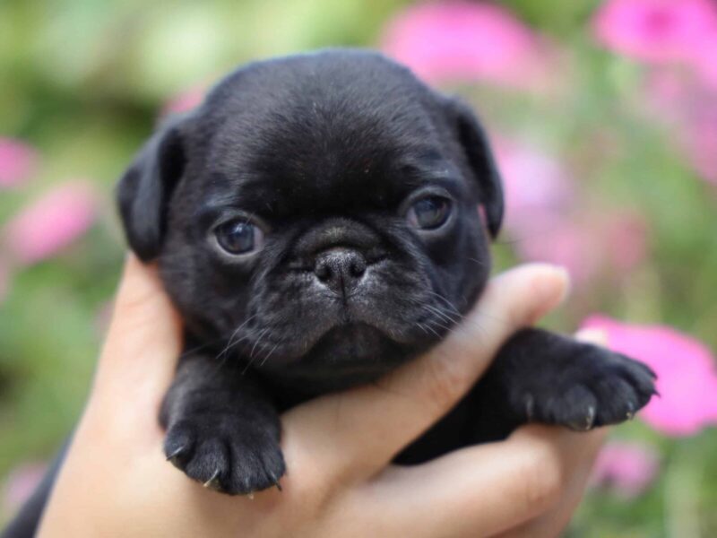 Mitchell, a Pug puppy at Rocky Top Puppies in Kentucky.