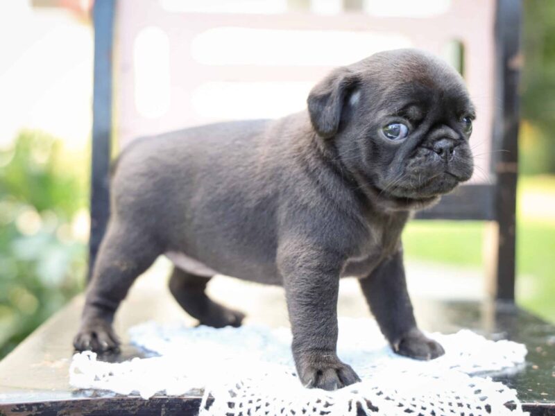 Wendy, a Pug puppy at Rocky Top Puppies in Kentucky.