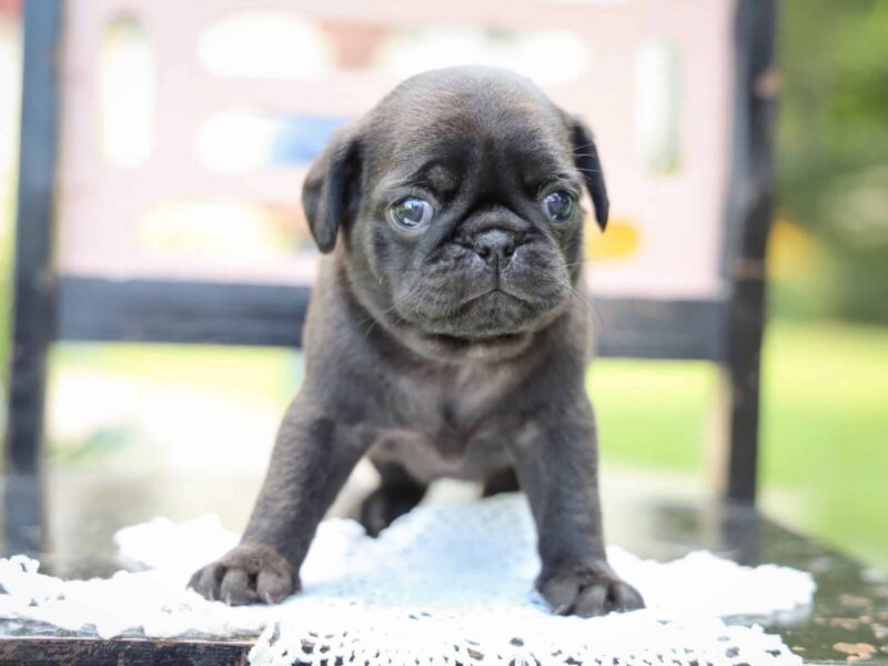 Wendy, a Pug puppy at Rocky Top Puppies in Kentucky.