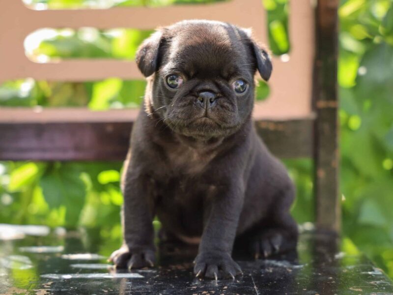 Whitney, a Pug puppy at Rocky Top Puppies in Kentucky.