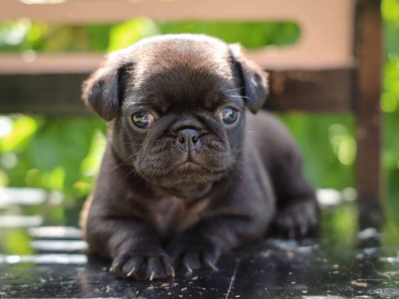 Whitney, a Pug puppy at Rocky Top Puppies in Kentucky.