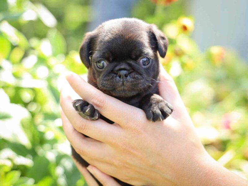 Whitney, a Pug puppy at Rocky Top Puppies in Kentucky.