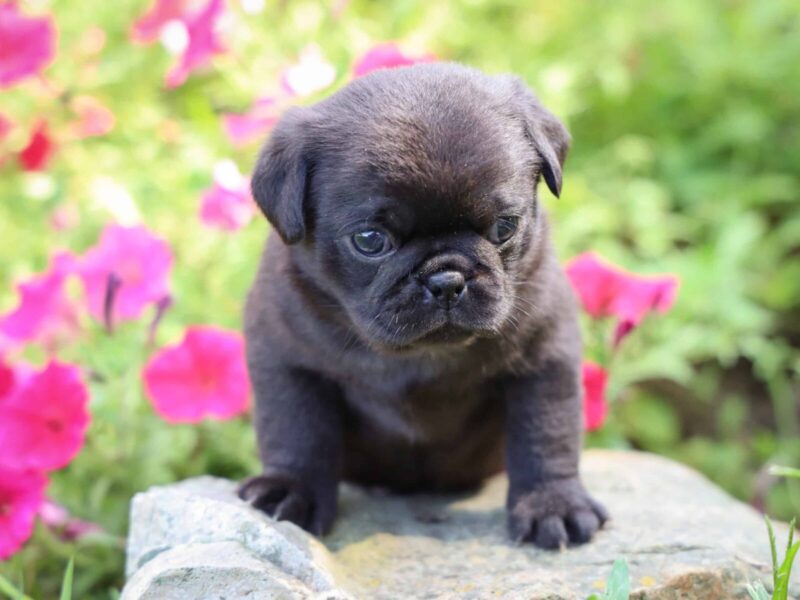 Wilson, a black Pug puppy in Kentucky.