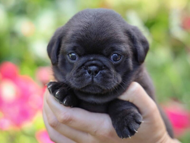 Wilson, a black Pug puppy in Kentucky.