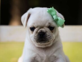 Photo of Sherlock