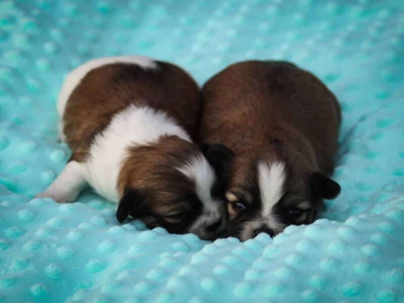 Charlie-Jessiebelle Lhasa Apso image