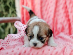 Photo of Taffy