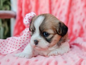 Photo of Taffy