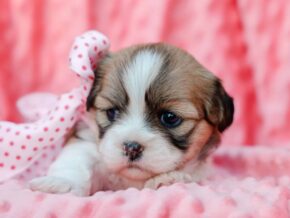 Photo of Taffy