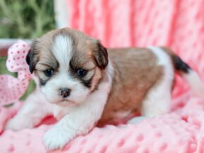 Photo of Taffy