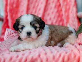 Photo of Tinkerbelle