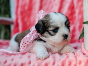 Photo of Tinkerbelle
