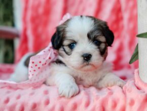 Photo of Tinkerbelle