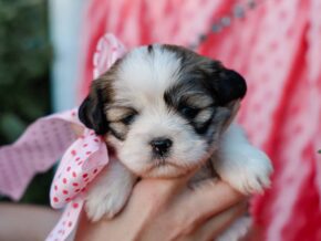 Photo of Tinkerbelle
