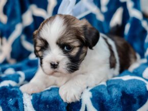 Photo of Tucker