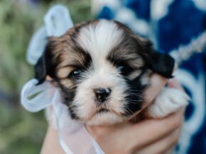 Photo of Tucker