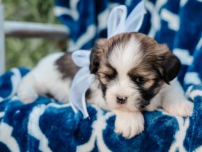 Photo of Tucker