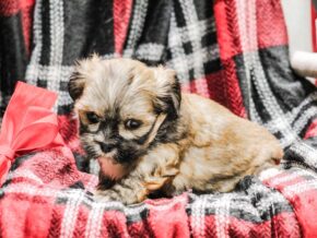 Photo of Jada