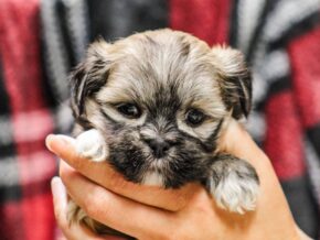 Photo of Jada