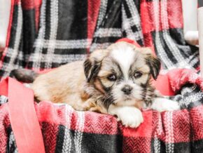 Photo of Jett