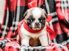 Photo of Ace