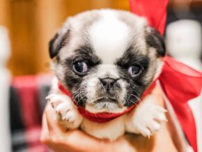 Photo of Ace