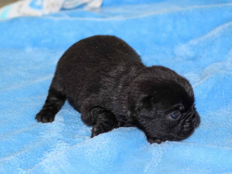 Bron-Ember Pug image