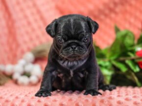 Photo of Ebony