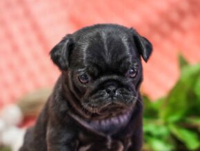 Photo of Ebony