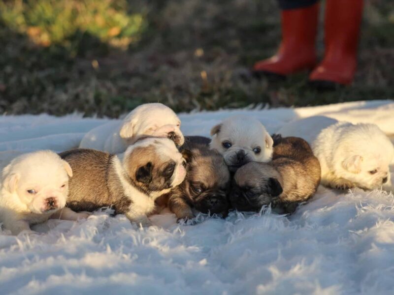 Bron-Shayna Pug image