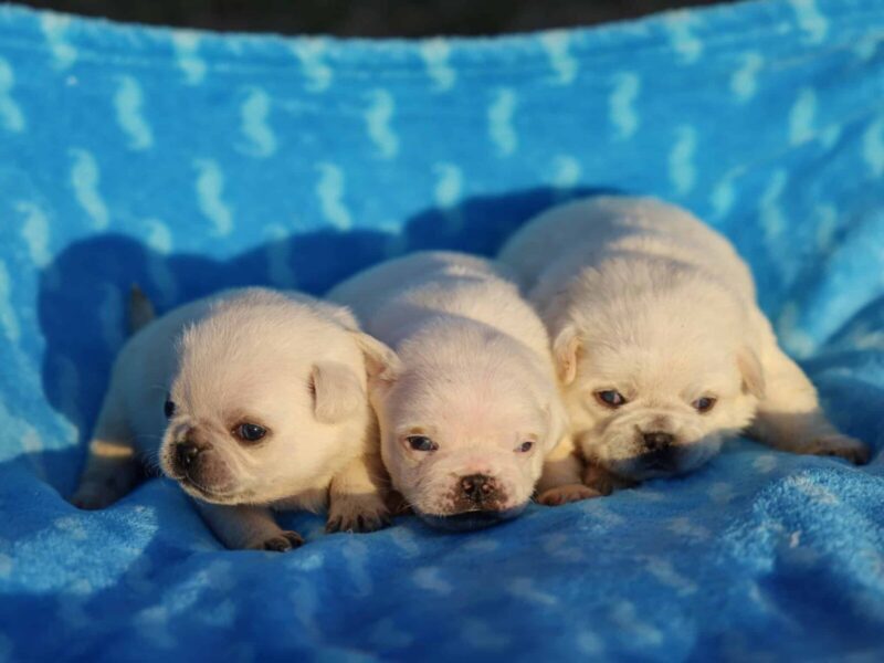 Bron-Shayna Pug image