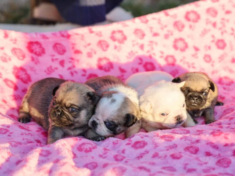 Bron-Shayna Pug image