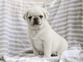 Photo of Brady